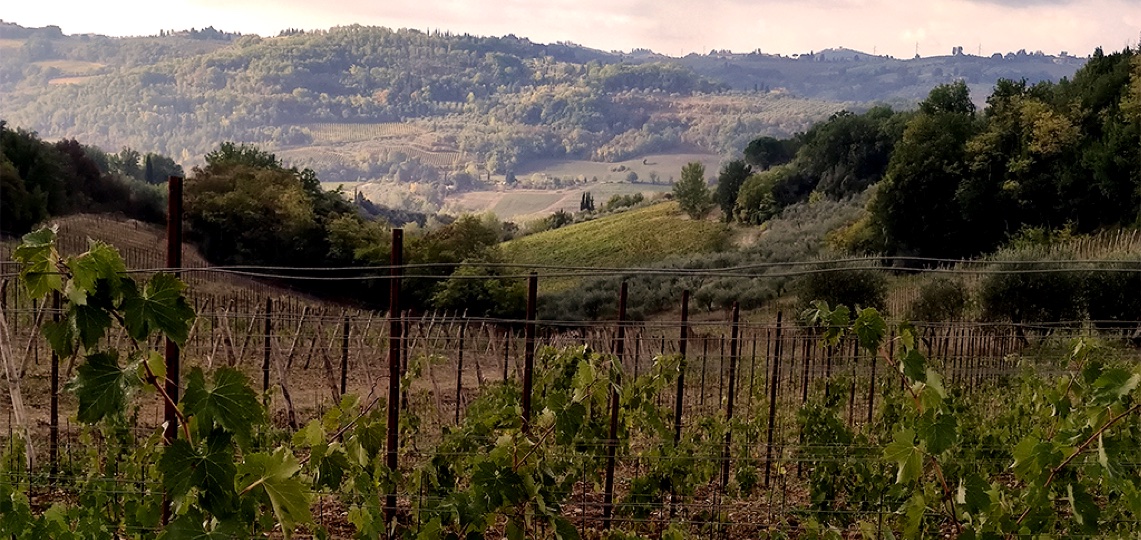 View of the vineyard towards the valley of the Pesa