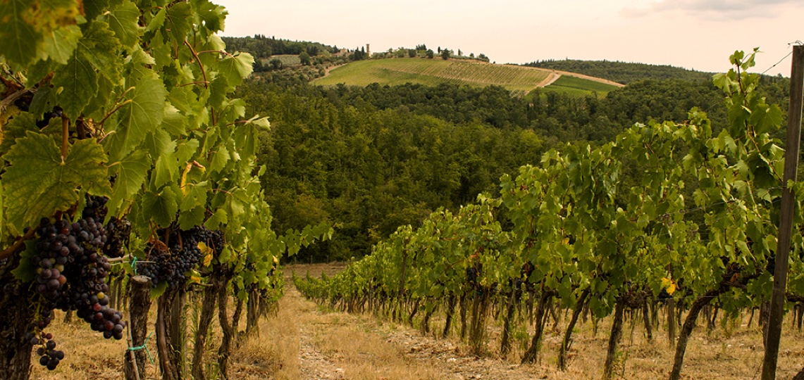 Campanile Vineyard view towards Olena