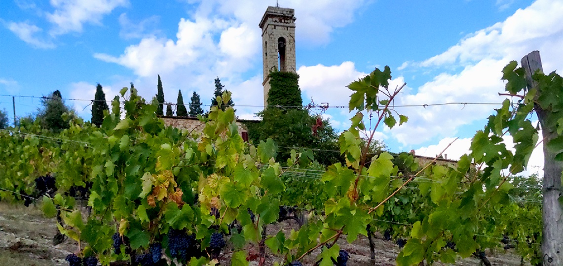 Bell Tower Vineyard