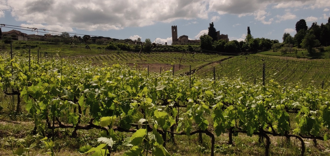 Vigna della Cipressa vista Pieve di San Donato