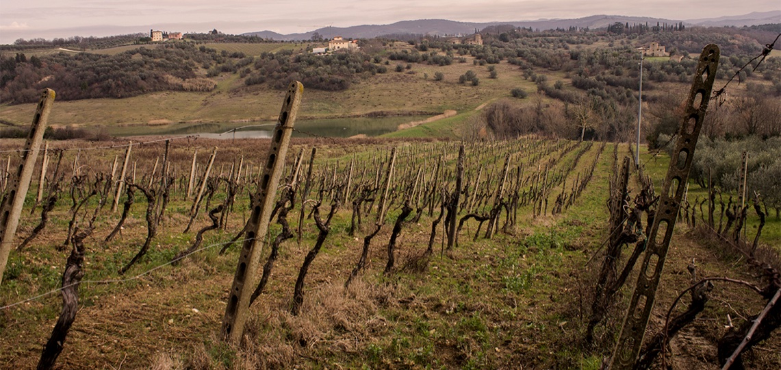 Tignano Vineyard