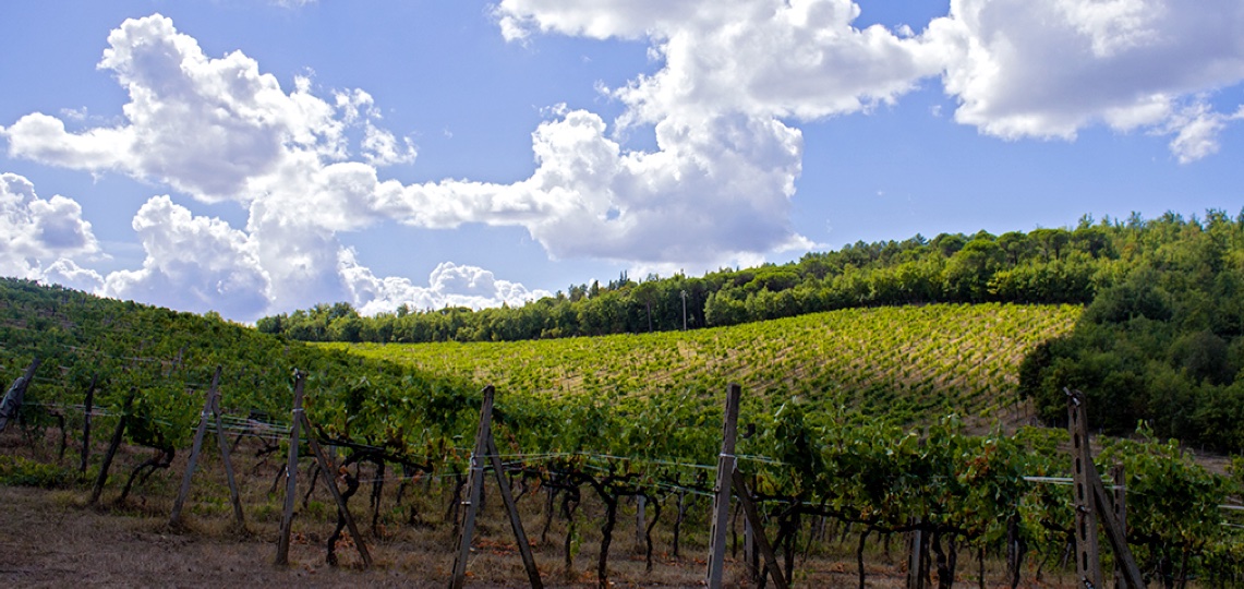 Chianti, Chianti classico, canaiolo, Tavarnelle, San Donato, San Casciano, Red wine